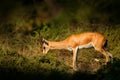 Indian Gazelle or Chinkara, Gazella bennettii, animal, Indian subcontinent, Rathambore, India. Deer, nature habitat. Bellow majest Royalty Free Stock Photo