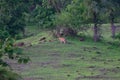 Indian Gazelle or  Chinkara Gazella bennettii on the Hill Royalty Free Stock Photo