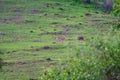 Indian Gazelle or  Chinkara Gazella bennettii on the Hill Royalty Free Stock Photo