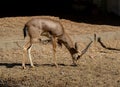 Indian Gazelle or Chinkara Royalty Free Stock Photo