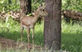 Indian gazzelle also known as chinkara Royalty Free Stock Photo