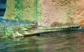 Indian gharial Royalty Free Stock Photo