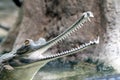 Indian gharial Royalty Free Stock Photo