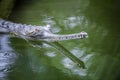 Indian Gharial basking Royalty Free Stock Photo