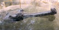 Indian gharial Royalty Free Stock Photo