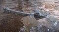 Indian gharial Royalty Free Stock Photo