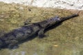 Indian Gharial Royalty Free Stock Photo