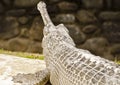 An indian gharial Royalty Free Stock Photo