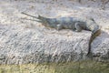 Indian Gharial Crocodile Royalty Free Stock Photo