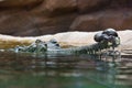 Indian gharial crocodile swimming in a display tank. Royalty Free Stock Photo