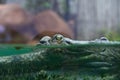 Indian gharial crocodile swimming in a display tank.