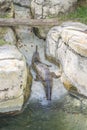 Indian Gharial Crocodile In The Water Royalty Free Stock Photo