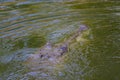 An Indian gharial or gavial or fish eating crocodile head emerging out of river water while swimming for hunting and stalking prey Royalty Free Stock Photo