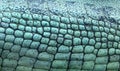 Indian gharial skin texture Royalty Free Stock Photo