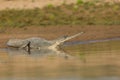 An Indian Gharial sun basking Royalty Free Stock Photo