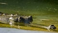 Indian Gharial