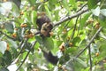 Indian Giant Squirral or Malabar Squirral on a tree