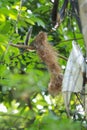 Indian giant squirrel create house, or Malabar giant squirrel. The Indian giant squirrel is one of the largest squirrels