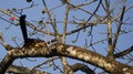 An Indian giant squirrel / Malabar giant squirrel