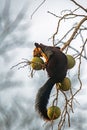 Giant squirrel eating fruit on a tree Royalty Free Stock Photo