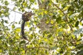 Indian Giant Squirrel in Tree