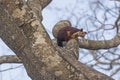 Indian Giant Squirrel in a tree