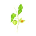 Indian Ginseng or Ashwagandha Plant with Hanging Papery Green Calyx Enclosing Fruit Vector Illustration