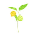 Indian Ginseng or Ashwagandha Plant with Hanging Papery Green Calyx Enclosing Fruit Vector Illustration