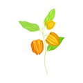 Indian Ginseng or Ashwagandha Plant with Hanging Papery Green Calyx Enclosing Fruit Vector Illustration