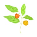 Indian Ginseng or Ashwagandha Plant with Hanging Papery Green Calyx Enclosing Fruit Vector Illustration