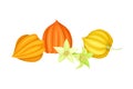 Indian Ginseng or Physalis Papery Husk or Calyx Enclosing Small Orange Fruit and Bell-shaped Flowers Vector Illustration Royalty Free Stock Photo
