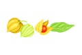 Indian Ginseng or Physalis Papery Husk or Calyx Enclosing Small Orange Fruit and Green Elliptic Leaf Vector Illustration