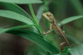 Indian girgit or garden lizard or chameleon on a green plant looking at something Royalty Free Stock Photo