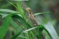 Indian girgit or garden lizard or chameleon on a green plant looking at something Royalty Free Stock Photo