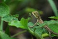 Indian girgit or garden lizard or chameleon on a green plant looking at something Royalty Free Stock Photo