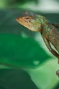 Indian girgit or garden lizard or chameleon on a green plant looking at something