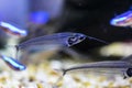 Indian glass catfish Royalty Free Stock Photo