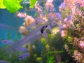 Indian glass catfish in the aquarium. Close up of a transparent fish with a visible skeleton