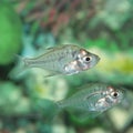Indian Glass Perch aquarium fish Royalty Free Stock Photo