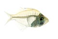 Indian glassy perch Royalty Free Stock Photo