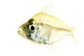 Indian glassy perch Royalty Free Stock Photo