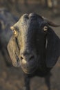 Indian goat at dairy farm, rural scene Royalty Free Stock Photo