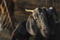 Indian goat at dairy farm, rural scene Royalty Free Stock Photo