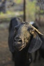 Indian goat at dairy farm, rural scene Royalty Free Stock Photo