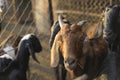 Indian goat at dairy farm, rural scene Royalty Free Stock Photo