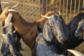 Indian goat at dairy farm, rural scene Royalty Free Stock Photo