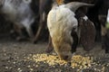 Indian goat at dairy farm, rural scene Royalty Free Stock Photo