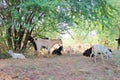 Indian goat in field, free. Steep goats. Goats eating grass, Goat on a pasture, Little goat Royalty Free Stock Photo