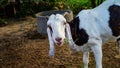 White Goat or sheep chewing green grass and tie with a shaft in Town. Near up of head and horns, Rustic india Royalty Free Stock Photo