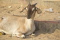 Indian goat